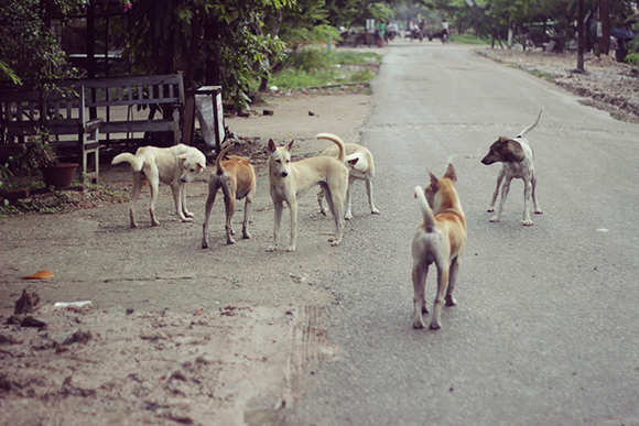 ミャンマーの野犬